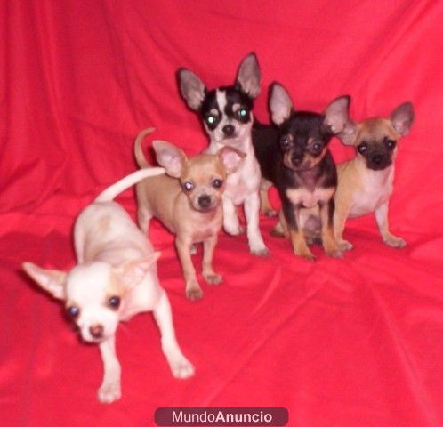 vendo chihuahuas superpequeños