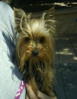 yorkshire terrier