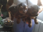 yorkshire terrier - mejor precio | unprecio.es