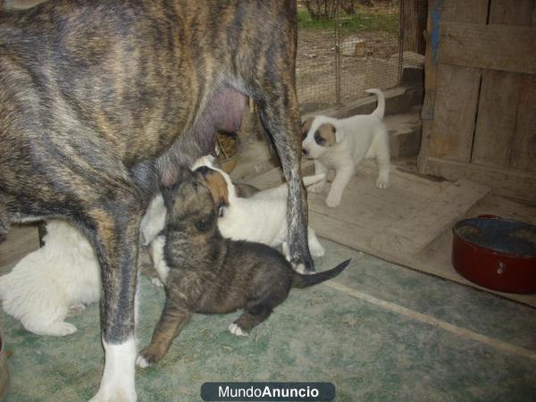 Cachorros matin