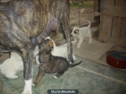 Cachorros matin - mejor precio | unprecio.es