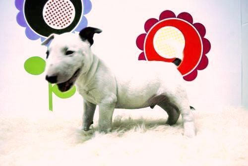 En www.animalflower.com   BULLTERRIER   AL ALCANZE DE TODOS LOS BOLSILLOS Y PERSONAS   www.animalflower.com