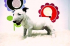 En www.animalflower.com   BULLTERRIER   AL ALCANZE DE TODOS LOS BOLSILLOS Y PERSONAS   www.animalflower.com - mejor precio | unprecio.es