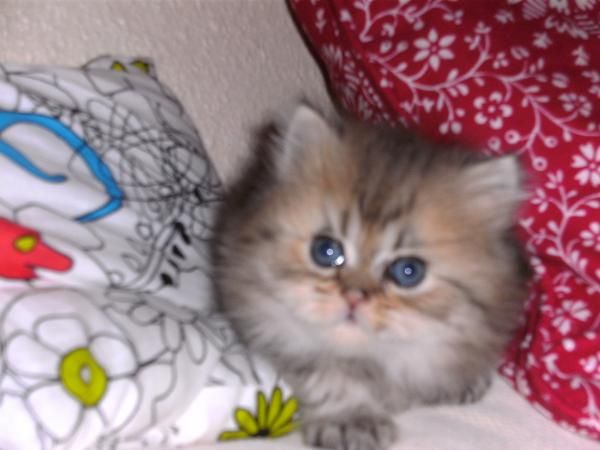 gatitos persas