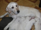 GOLDEN RETRIEVER BLANCOS - mejor precio | unprecio.es