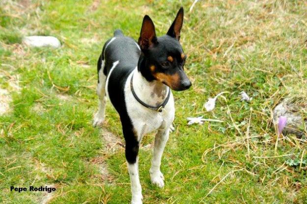 Gos Rater Valencia o perro ratonero valenciano