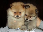 Pomerania Lopera - mejor precio | unprecio.es