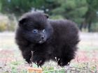 Preciosa camada Pomeranias pura raza, son nacionales ! - mejor precio | unprecio.es