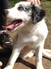 Precioso cachorro de ojos azules - mejor precio | unprecio.es
