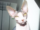 SE BUSCA NOVIO SPHYNX - mejor precio | unprecio.es