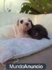 SE VENDE CACHORROS AMERICAN STANFORD - mejor precio | unprecio.es