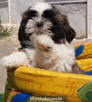 Shih-tzu, camada a buen precio