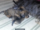 Vendo cachorro de teckel macho de pelo duro - mejor precio | unprecio.es