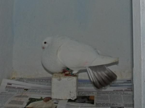 Vendo palomos buchones veleños de raza