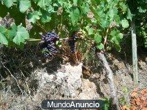 Venta cosecha 2012 de uvas de la Ribeira Sacra