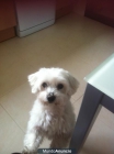 SE BUSCA BICHÓN MALTÉS - mejor precio | unprecio.es