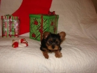 Alegres y afectuosos cachorros de Yorkshire Terrier - mejor precio | unprecio.es