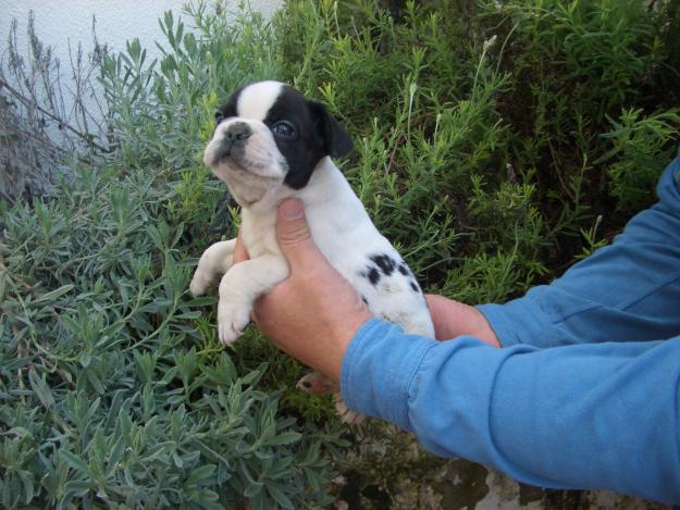 bulldog frances