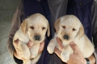 Cachoros de Labrador con espectacular pedigree - mejor precio | unprecio.es