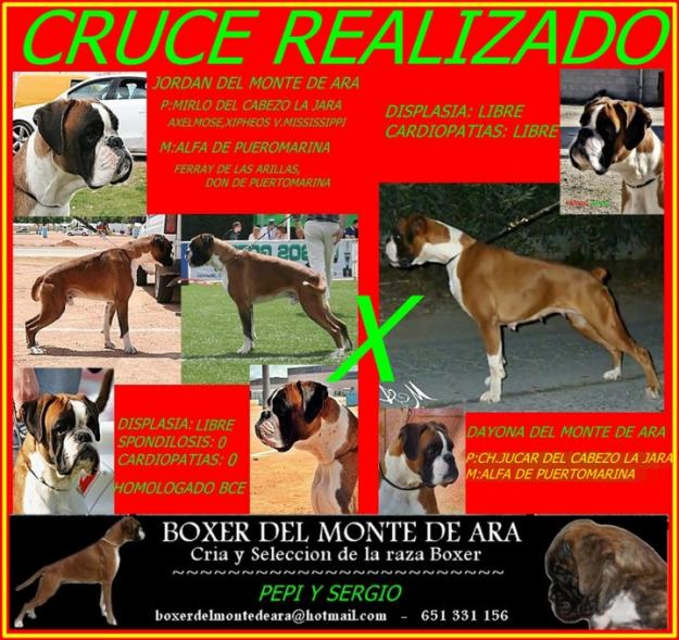 cachorritos boxer