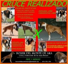 cachorritos boxer - mejor precio | unprecio.es