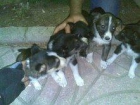 Cachorritos salvados de un incendio buscan casa - mejor precio | unprecio.es