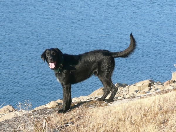 Cruce de labrador precioso busca hogar