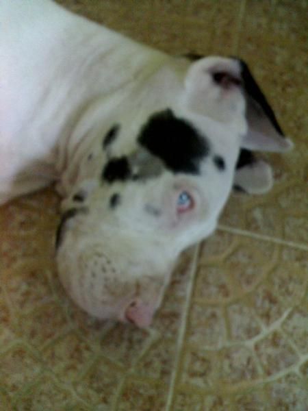 Dogo aleman Arlequin, 13 meses, impresionante pedigree!!