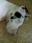 Dogo aleman Arlequin, 13 meses, impresionante pedigree!! - mejor precio | unprecio.es