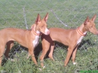 PODENCO ANDALUZ - mejor precio | unprecio.es