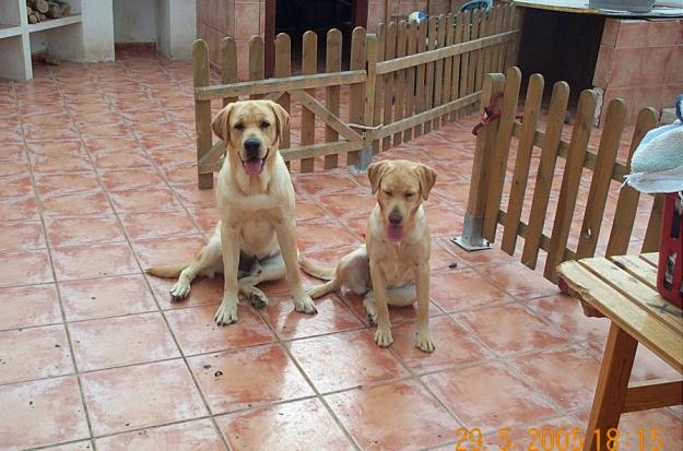 Regalo pareja de labradores