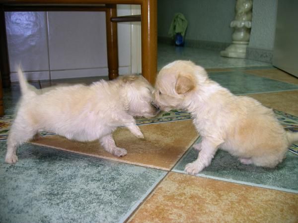 Sira y Siru, dos cachorritas de mes y medio, las adoptas?