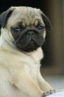 //Cachorritos de Carlino Pug de 1ª Calidad// - mejor precio | unprecio.es