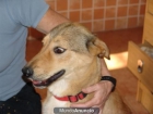 -CONOCE LA HISTORIA DE LUNA-ADOPTA - mejor precio | unprecio.es