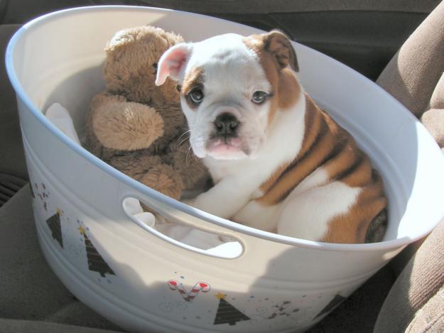 Adorable Bulldog Inglés cachorros para su aprobación