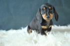 cachorros de teckel de pelo liso..nacionales - mejor precio | unprecio.es