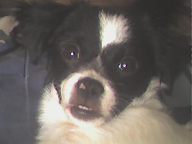 ME GUSTARÍA ENCONTRAR UNA PERRITA PARECIDA A LA MIA.