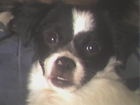 ME GUSTARÍA ENCONTRAR UNA PERRITA PARECIDA A LA MIA. - mejor precio | unprecio.es