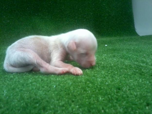 preciosos cachorritos de crestado chino de exposicion