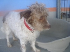 ¡¡ADOPTALO O ACOGELO!! Abuelete en una perrera de Cádiz... - mejor precio | unprecio.es