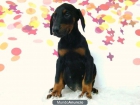 DOBERMAN PRECIOSOS CACHORITOS CON DOS MESES - mejor precio | unprecio.es