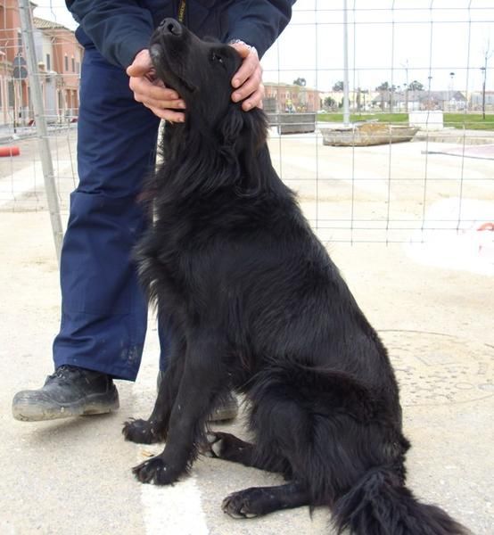 Kiko, cruce de golden retriever negro en adopcion