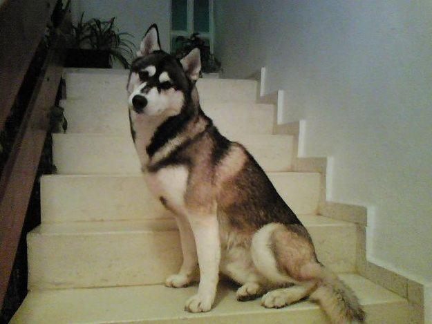 Se ofrece magnífico macho de Husky Siberiano para montas.