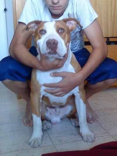 SE OFRECE PARA MONTAS(PITBULL x AMSTAFF)