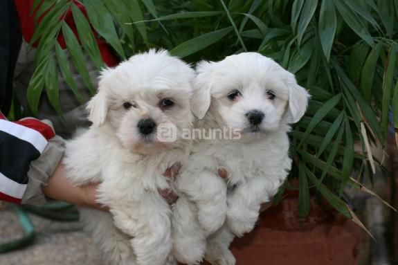 venden cachorros de Maltese