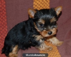 Yorkshire toys y estandar 300€ - mejor precio | unprecio.es