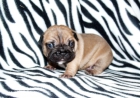 Bulldog francés - mejor precio | unprecio.es