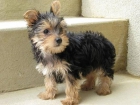 Adorable yorkie cachorros de cristo en masa - mejor precio | unprecio.es