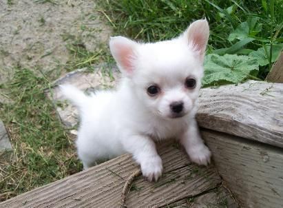 Así hogar formado Chihuahua cachorros para la venta