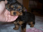 Cambio yorkshire macho o hembra por otra raza - mejor precio | unprecio.es